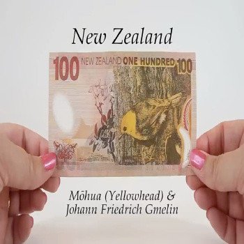 Buy Fake $100 NZD Bills